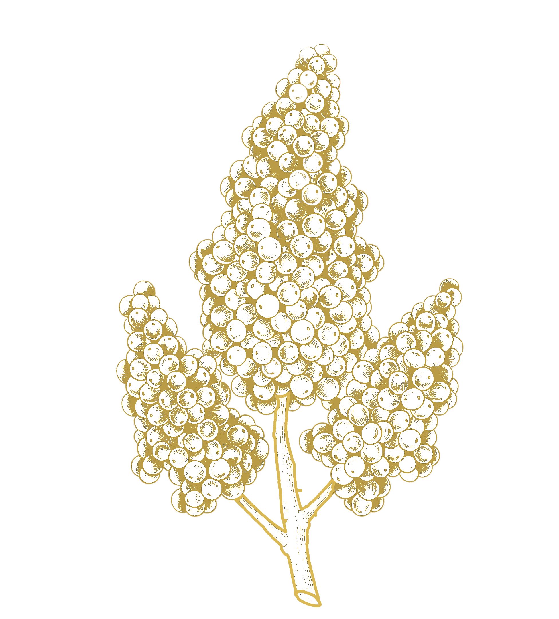 Sumac icon
